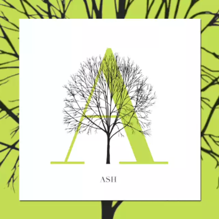 Trees as typography